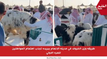 طريقة وزن الخروف في مدينة الأنعام ببريدة تجذب اهتمام المواطنين للمرة الأولى